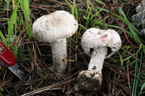 Agaricus benesii - Fungi species | sokos jishebi | სოკოს ჯიშები
